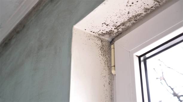 Best Office Mold Removal Services  in Lake Of The Pines, CA
