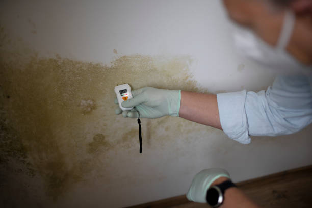Best Mold Removal Company Near Me  in Lake Of The Pines, CA