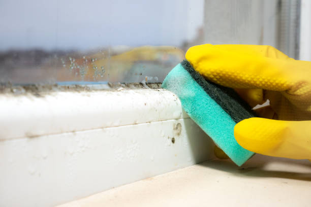 Best Office Mold Removal Services  in Lake Of The Pines, CA