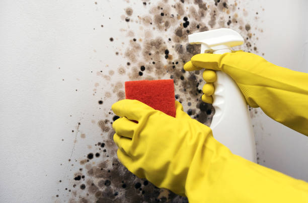Best Attic Mold Removal  in Lake Of The Pines, CA